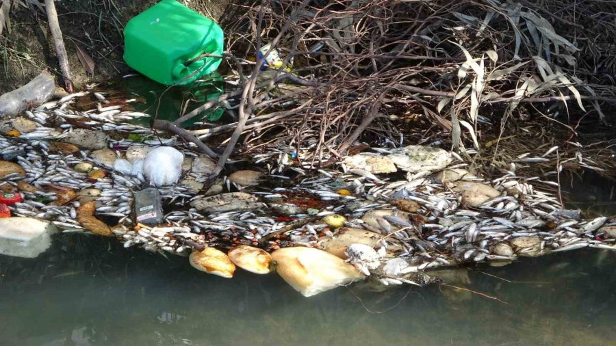 Antalya’da Sulama Kanalındaki Balık Ölümleri Endişelendiriyor