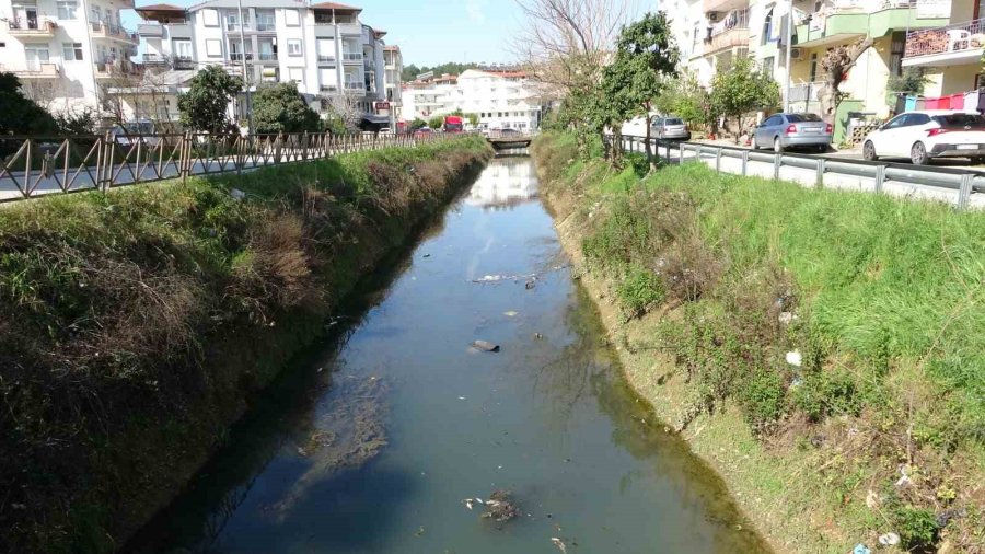 Antalya’da Sulama Kanalındaki Balık Ölümleri Endişelendiriyor