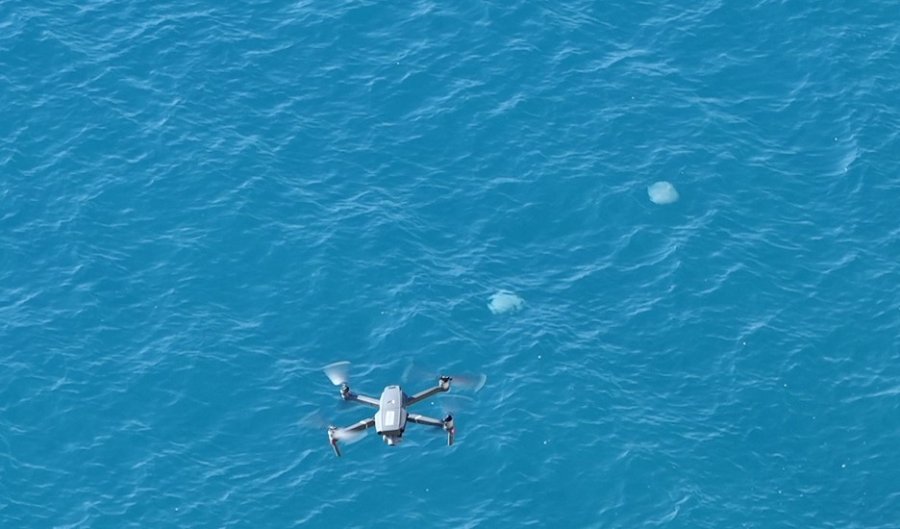 Dev Denizanalarının Sürü Halindeki Geçişleri Dron İle Görüntülendi