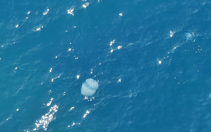 Dev Denizanalarının Sürü Halindeki Geçişleri Dron İle Görüntülendi