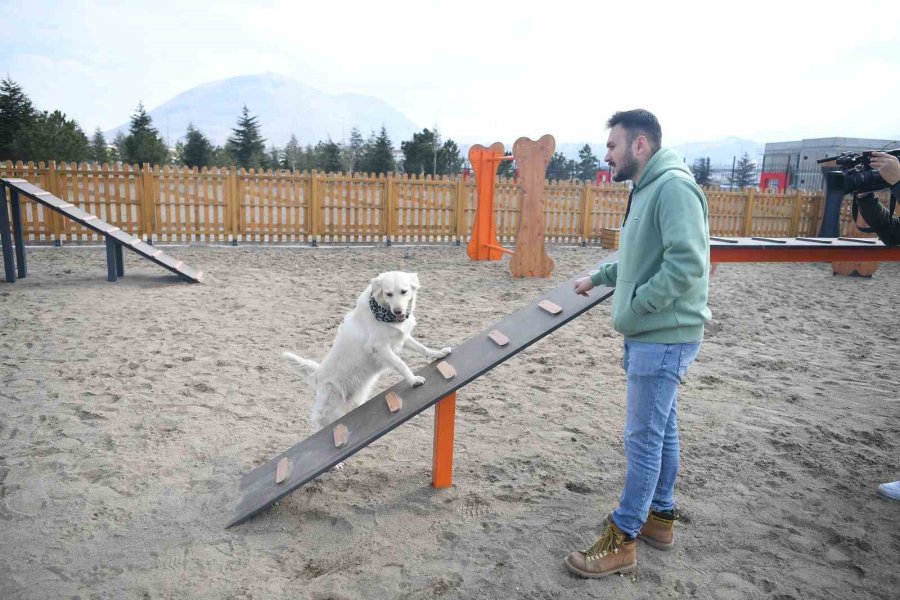 Büyükşehir’in Köpek Eğitim Parkuru Millet Bahçesi’nde Hizmete Hazır