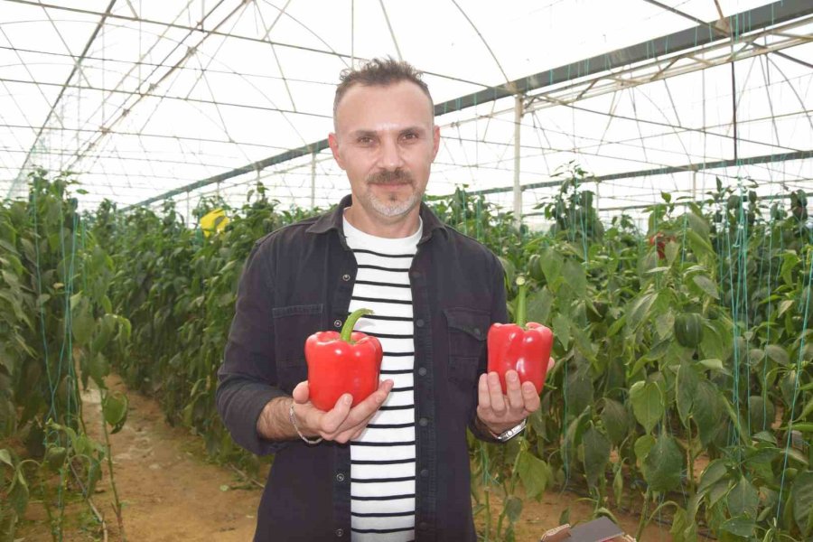 Kardeş Ülkeden Alınan Tohumla Kaliforniya Biber Üretiminde Kalite Arttı