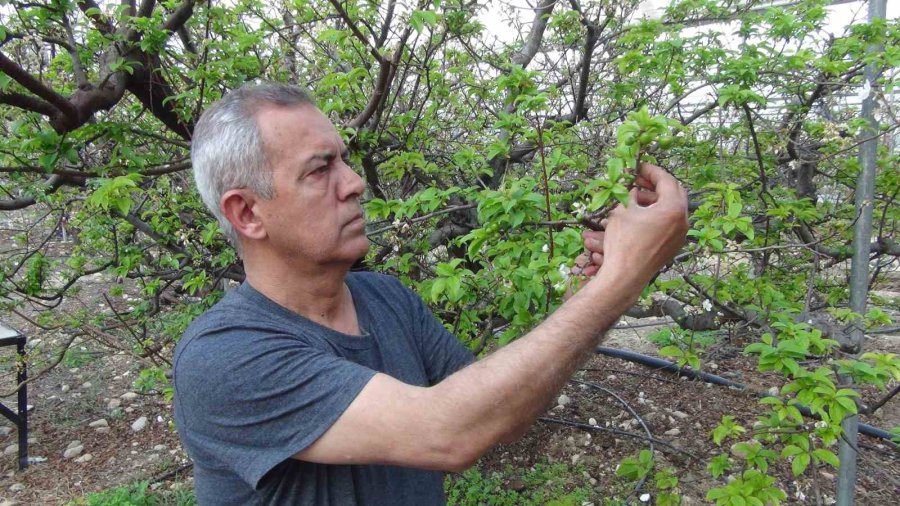 Mersin’de Erik Bahçeleri Meyve Vermeye Başladı