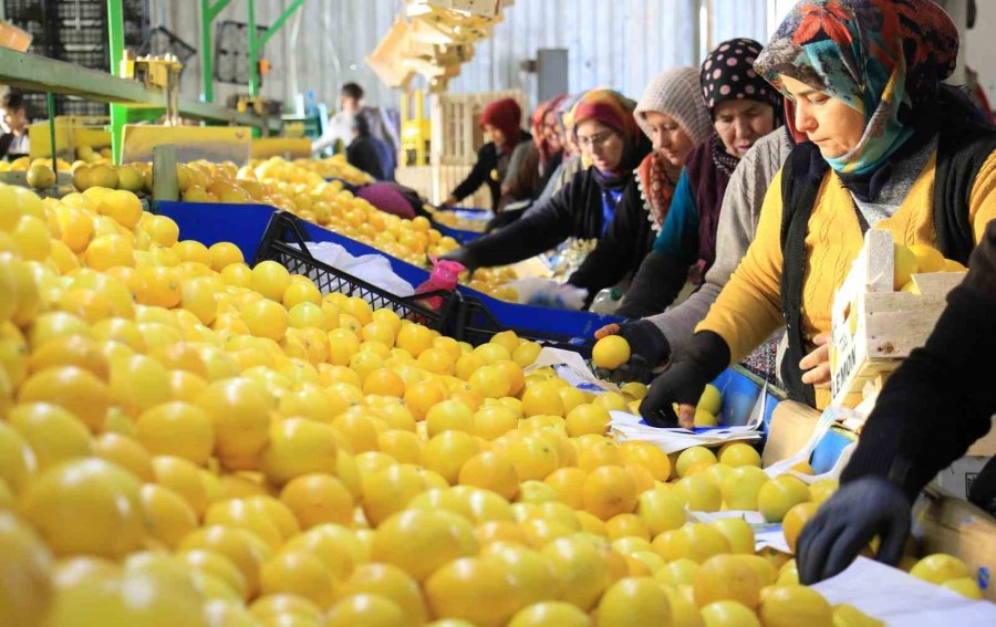 Hasattan Paketlemeye Her Alanda Kadınlar Mesaide