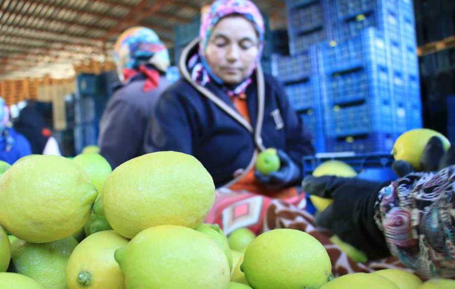 Hasattan Paketlemeye Her Alanda Kadınlar Mesaide