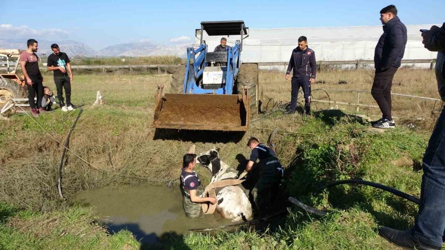 Antalya’da Sulama Kuyusuna Düşen İnek Seferberliği