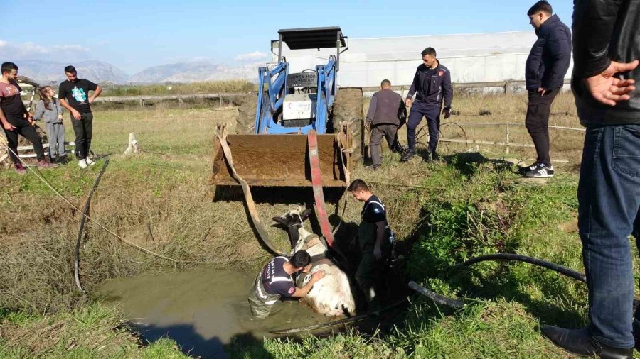 Antalya’da Sulama Kuyusuna Düşen İnek Seferberliği