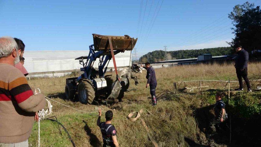 Antalya’da Sulama Kuyusuna Düşen İnek Seferberliği