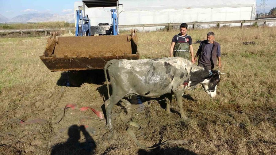 Antalya’da Sulama Kuyusuna Düşen İnek Seferberliği