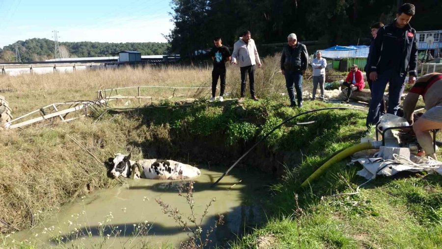 Antalya’da Sulama Kuyusuna Düşen İnek Seferberliği