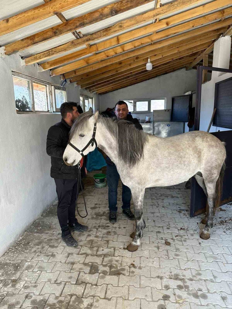 Beyşehir’de Rahvan Atlara Sağlık Taraması