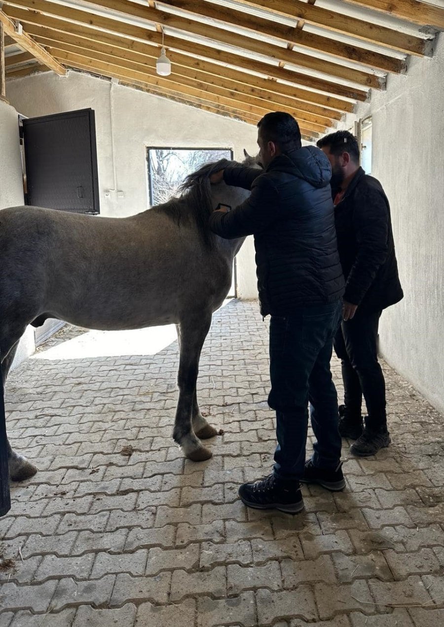 Beyşehir’de Rahvan Atlara Sağlık Taraması