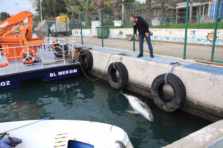 Boyu 2,5 Metre: Mersin’de Yunus Balığı Ölü Olarak Bulundu