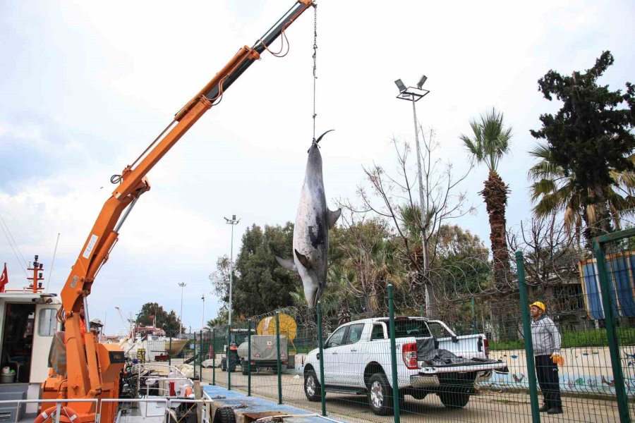 Boyu 2,5 Metre: Mersin’de Yunus Balığı Ölü Olarak Bulundu