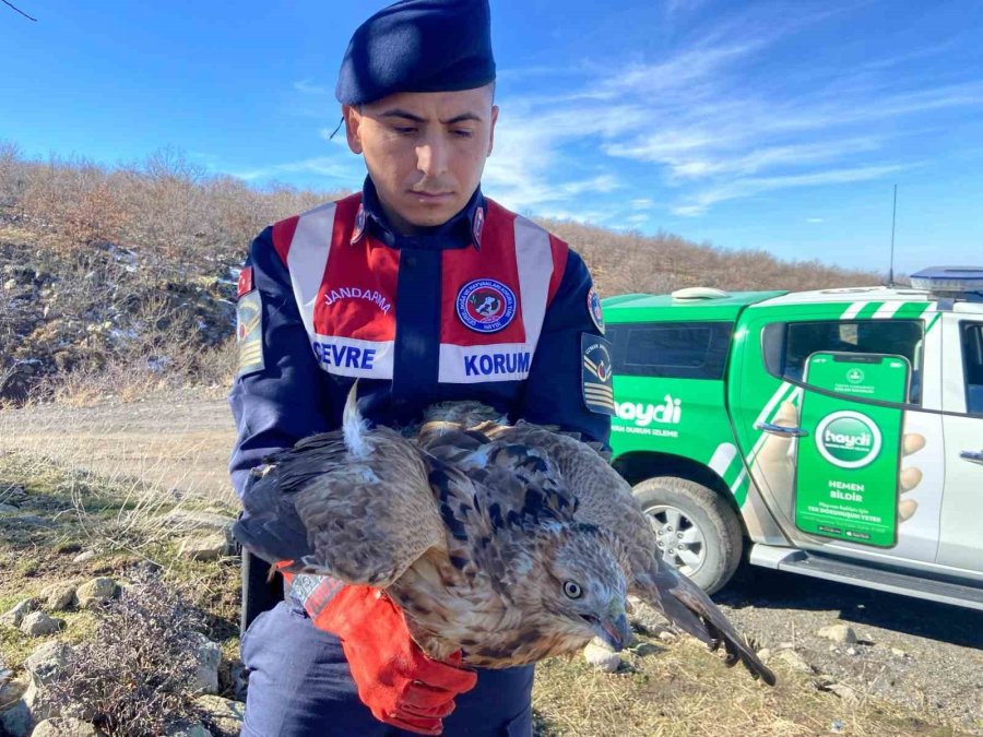 Jandarmanın Yaralı Bulduğu Kızıl Şahin Tedavi Altında