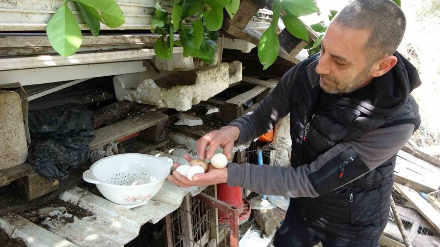 Başıboş Kurt Köpekleri Kümesteki Tavukları Telef Etti