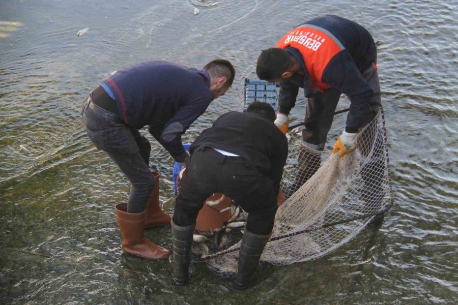 Beyşehir Gölü’nden Kanala Dökülen Balıkları Toplamak İçin Birbirleriyle Yarıştılar