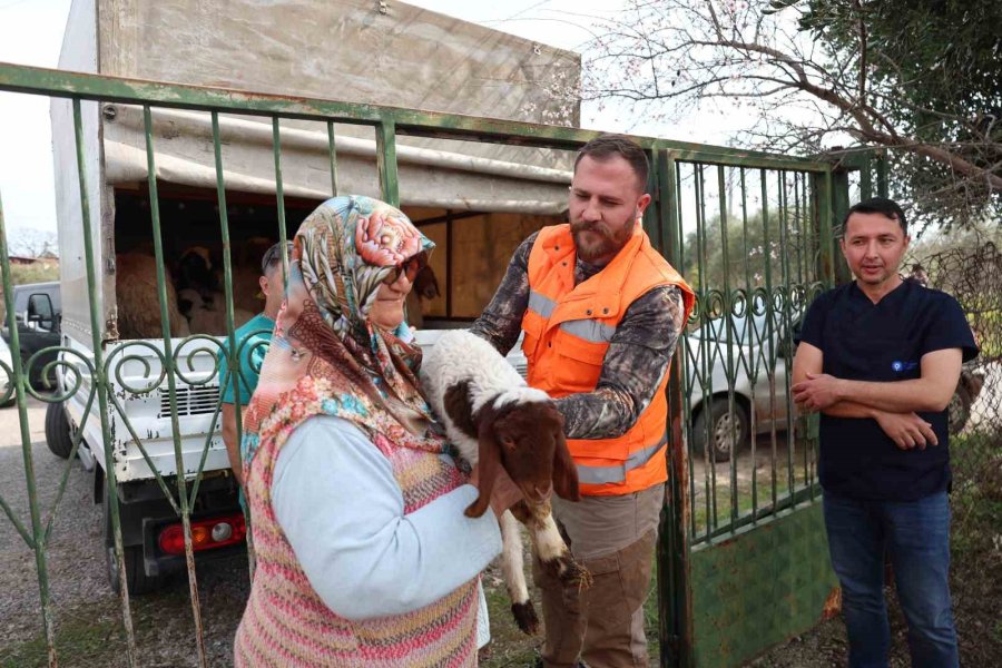 10 Kuzusu Telef Olan Çiftçiye, Kamyonet Dolusu Çifte Mutluluk