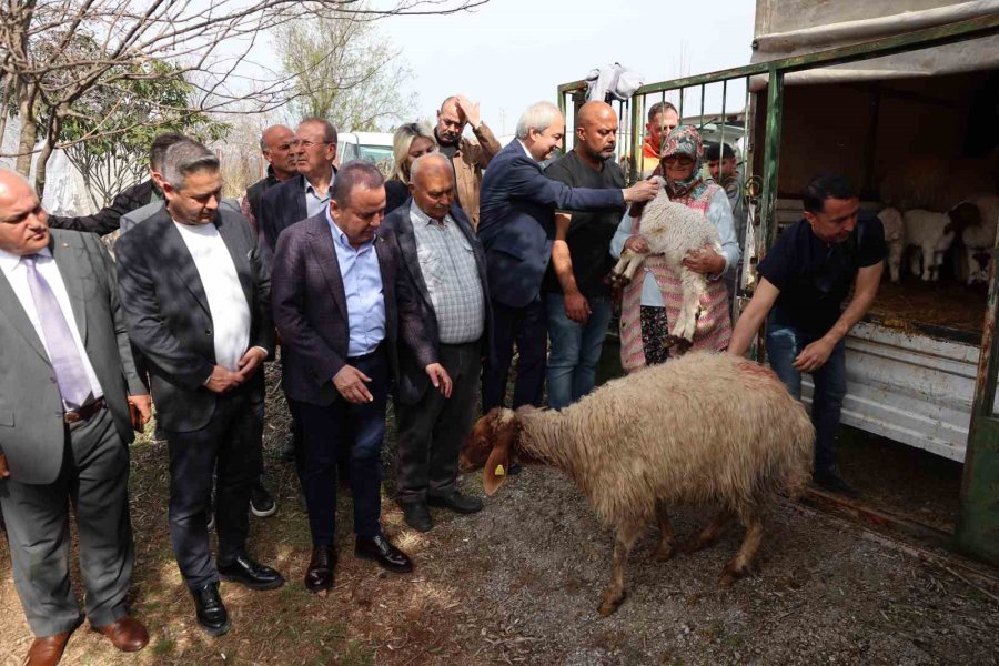 10 Kuzusu Telef Olan Çiftçiye, Kamyonet Dolusu Çifte Mutluluk