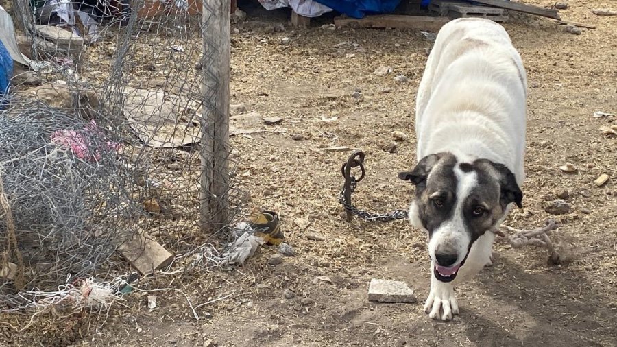 Köpeğin Isırdığı Çocuk Ağır Yaralandı