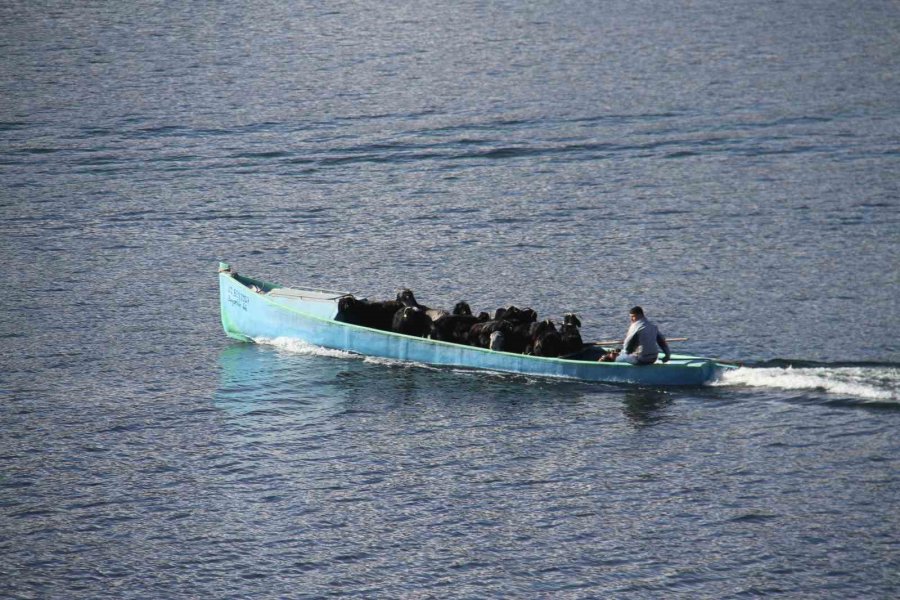 Yavrulama Dönemi Gelen Keçilerin Tekne Yolculuğu