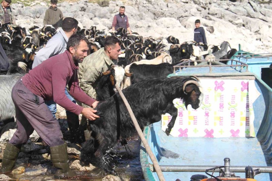 Yavrulama Dönemi Gelen Keçilerin Tekne Yolculuğu