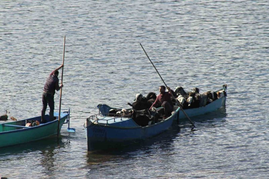 Yavrulama Dönemi Gelen Keçilerin Tekne Yolculuğu