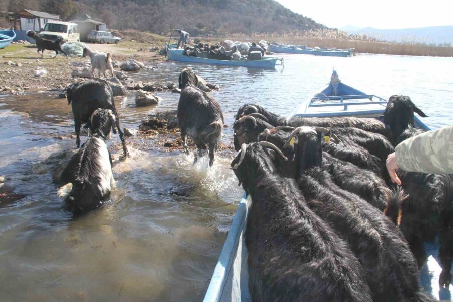 Yavrulama Dönemi Gelen Keçilerin Tekne Yolculuğu