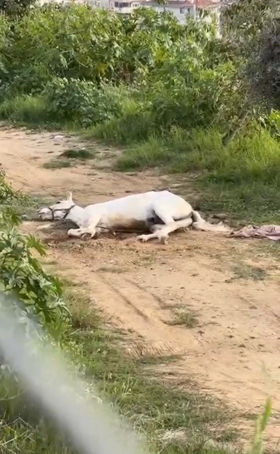 Yerde Yatan Atın Görüntüsü Korkuttu