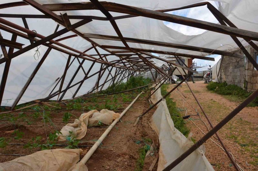 Büyükşehir Belediyesi, Hortumdan Etkilenen Alanyalı Üreticilerin Yaralarını Sarıyor