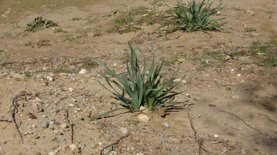 Tel Örgüyle Çevrili Koruma Altındaki Sit Alanında Off-road Yapıp Kum Zambaklarına Zarar Veriyorlar