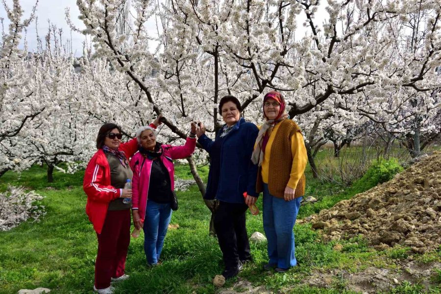 Mersin’de Kayısı Ağaçları Görsel Şölen Sundu