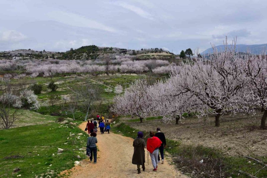 Mersin’de Kayısı Ağaçları Görsel Şölen Sundu