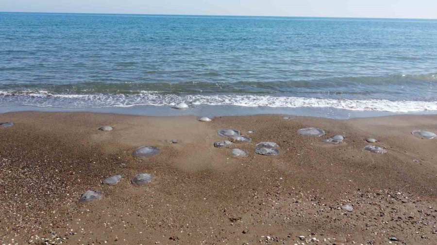 Mersin’de Sahiller Yeniden Denizanası İle Doldu