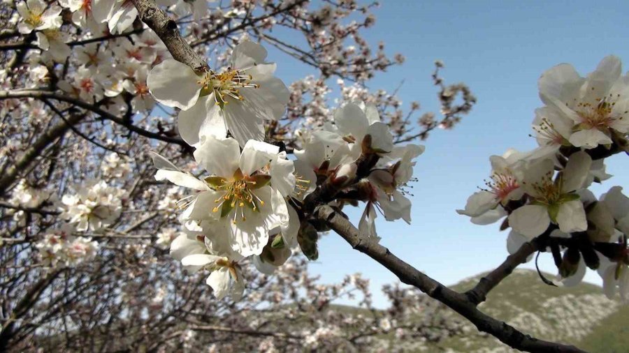 Antalya’nın Yüksek Kesimlerinde Güneşe Aldanan Badem Ağaçları Erken Çiçek Açtı