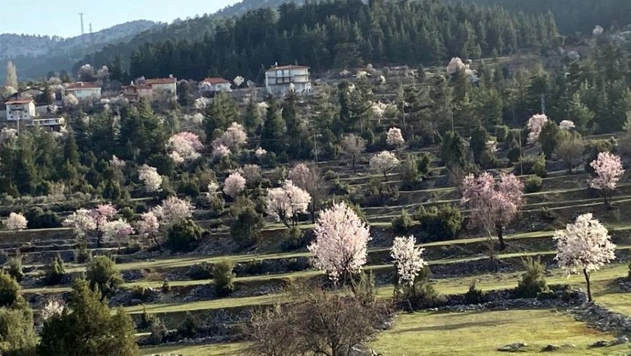 Antalya’nın Yüksek Kesimlerinde Güneşe Aldanan Badem Ağaçları Erken Çiçek Açtı