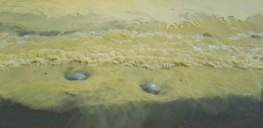 Antalya’da Deniz Kıyısında Sarı Köpük İçinde Ölü Denizanaları Görüldü
