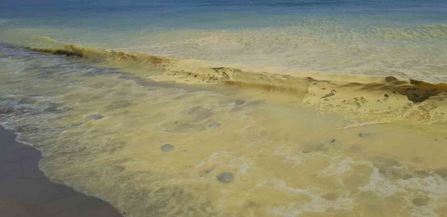 Antalya’da Deniz Kıyısında Sarı Köpük İçinde Ölü Denizanaları Görüldü