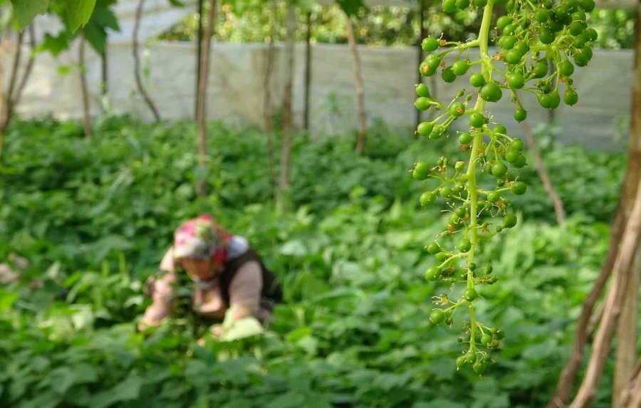 Turfanda Ürünle Çifte Kazanç: İlk Hasat Fasulyede