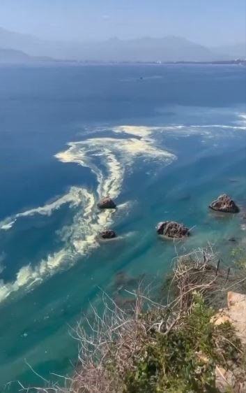 Antalya’da Deniz Kıyılarında Tedirgin Eden Görüntüye Uzmanından Açıklama