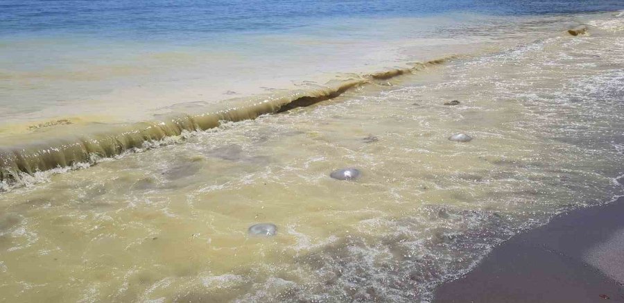 Antalya’da Deniz Kıyılarında Tedirgin Eden Görüntüye Uzmanından Açıklama