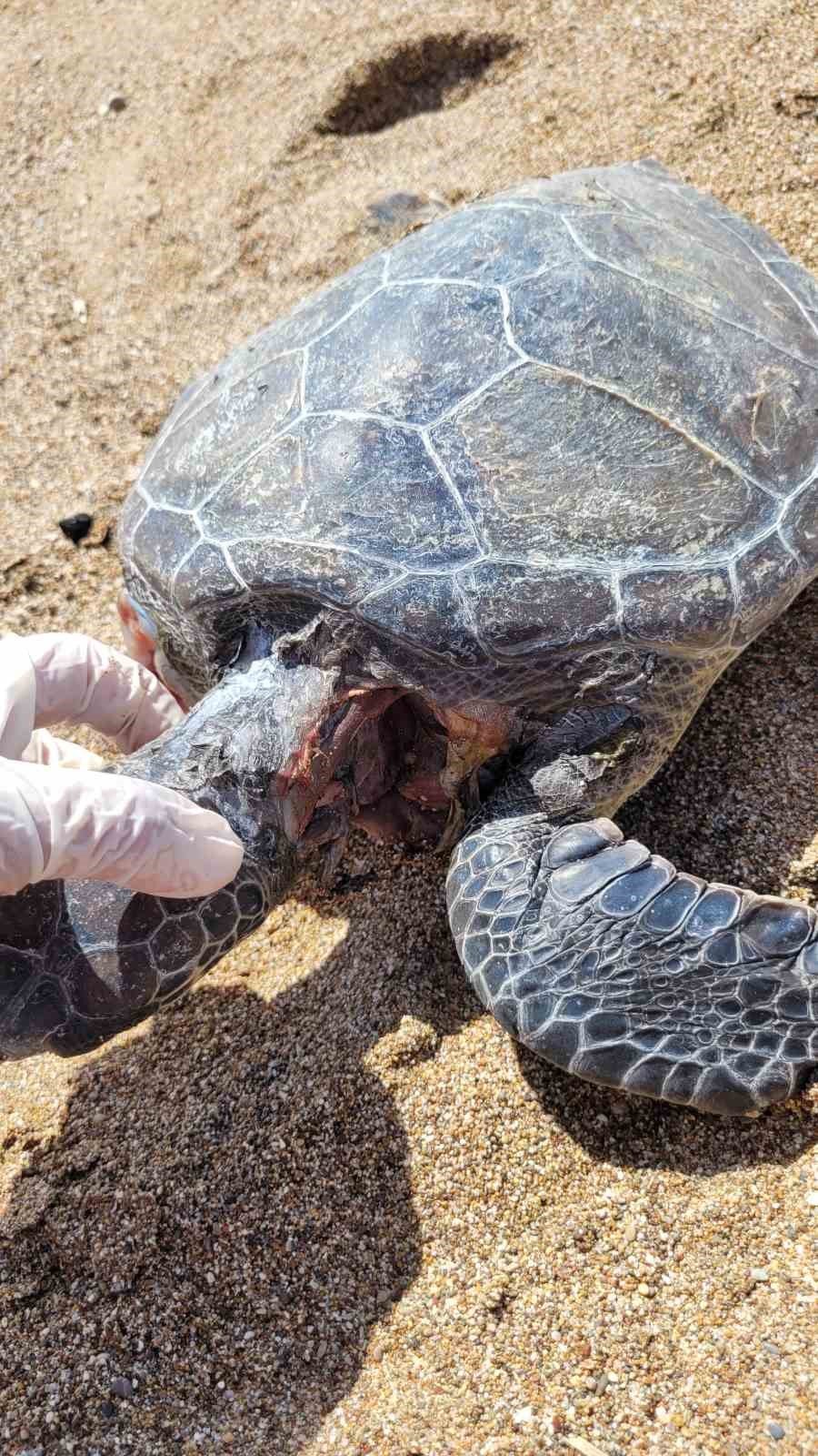 Nesli Tükenme Tehlikesi Altındaki Yeşil Deniz Kaplumbağası Ölü Bulundu