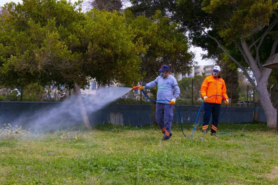 Büyükşehir Belediyesi, Zararlı Böceklere Karşı Mücadele Başlattı