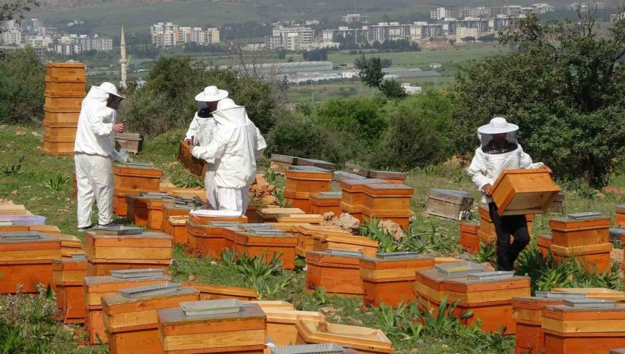 Kilosu Bin Tl: Sağlık Açısında Altın Değerindeki Polende Hasat Başladı