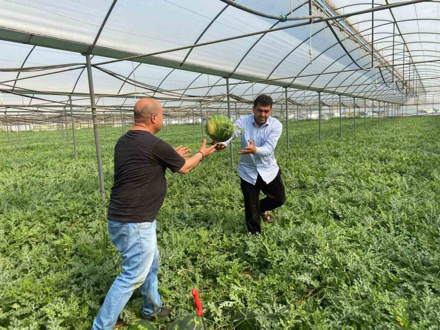 Antalya’daki Sıcak Havalar Karpuz Hasadını Öne Çekti