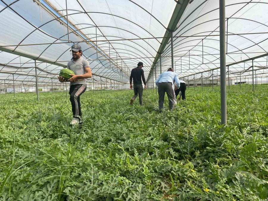 Antalya’daki Sıcak Havalar Karpuz Hasadını Öne Çekti