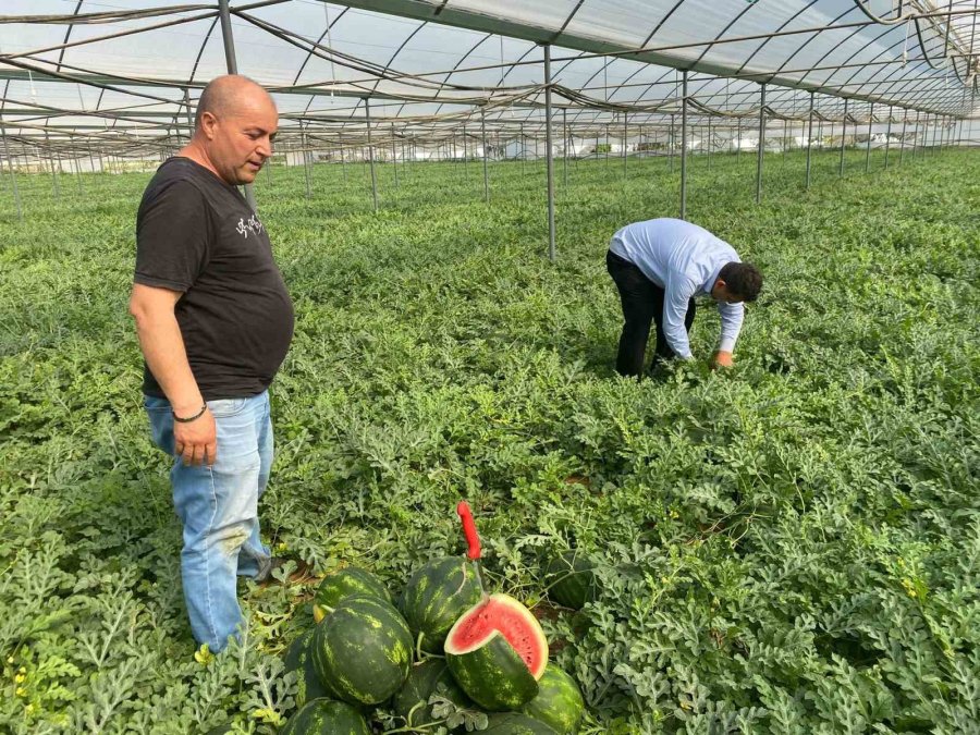 Antalya’daki Sıcak Havalar Karpuz Hasadını Öne Çekti