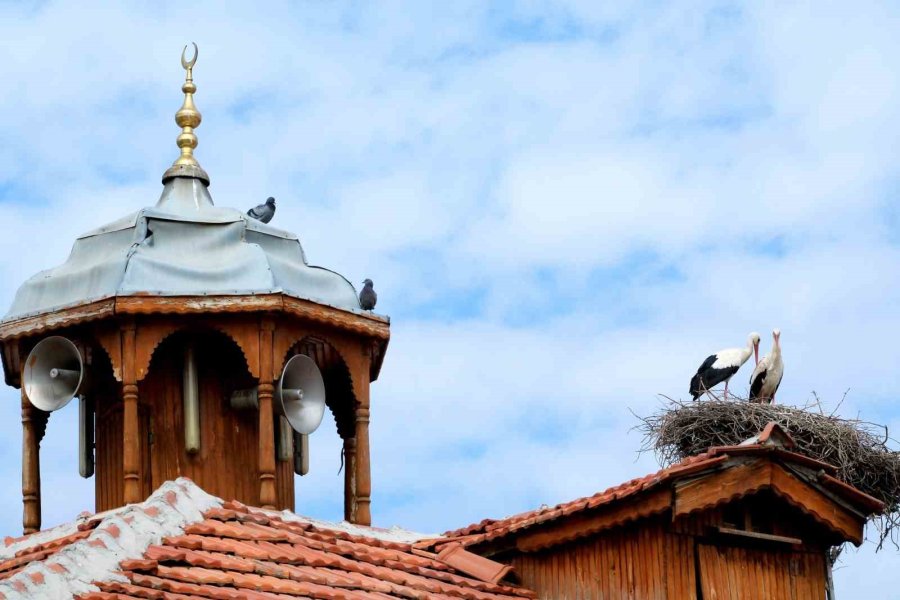 Leylekler Her Yıl Aynı Direkte Yavrularını Büyütüyor