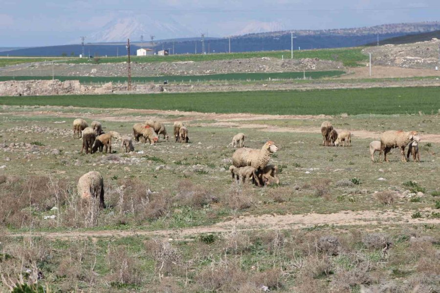 Havalar Isındı Koyunlar Meralara Çıktı