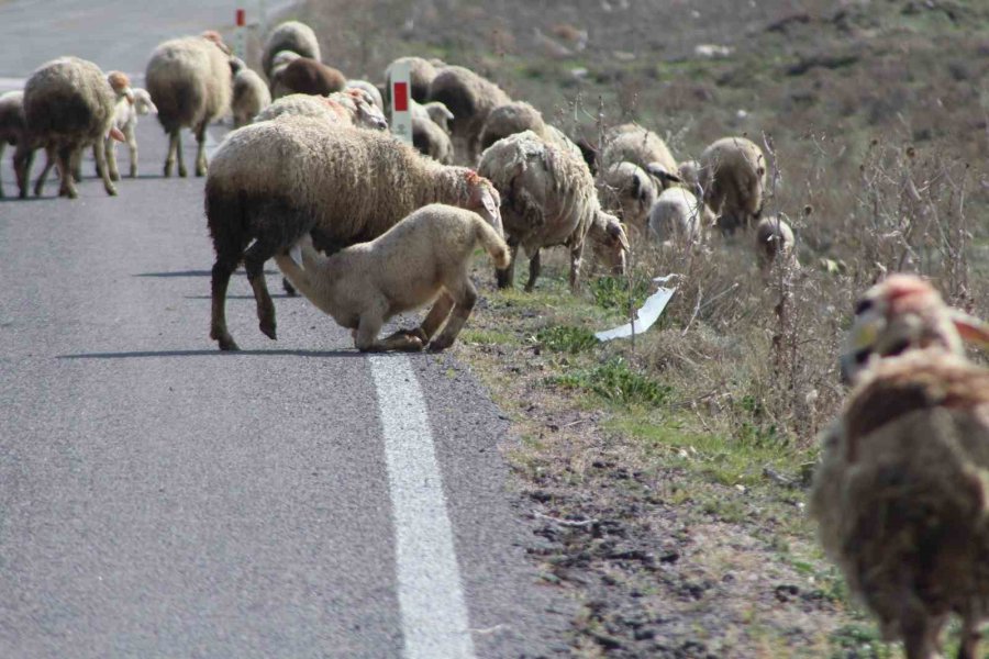 Havalar Isındı Koyunlar Meralara Çıktı